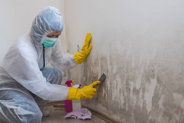 Mold Testing and Removal in Chetek, WI