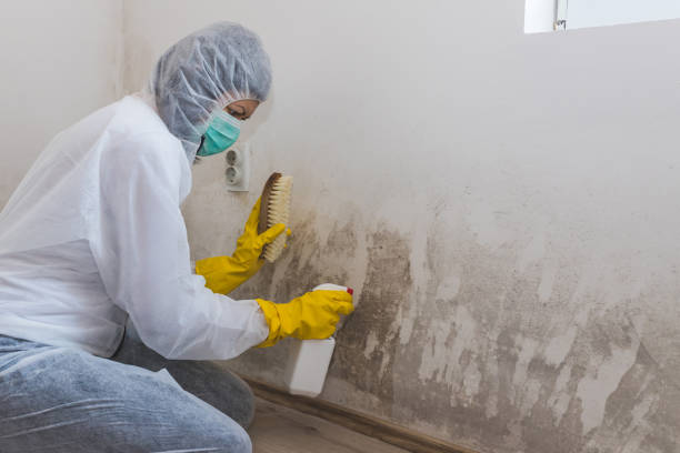 Best Black Mold Removal  in Chetek, WI