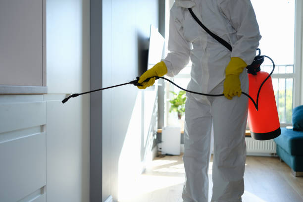 Best Office Mold Removal Services  in Chetek, WI