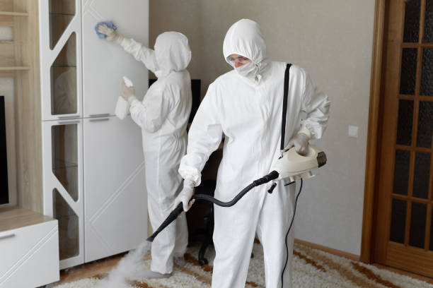Best Attic Mold Removal  in Chetek, WI