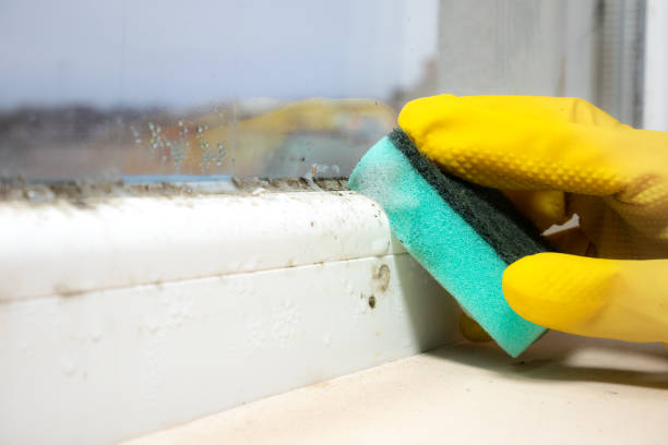Best Mold Testing and Removal  in Chetek, WI
