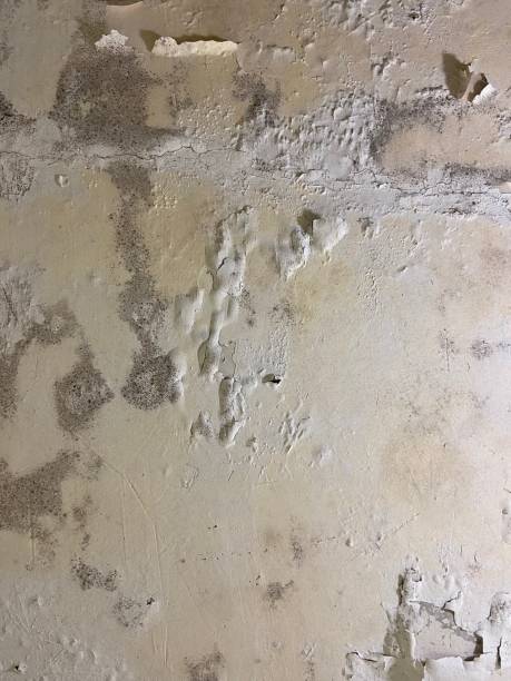 Best Commercial Mold Removal  in Chetek, WI