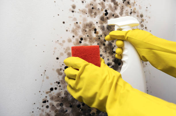 Best Mold Removal Company Near Me  in Chetek, WI