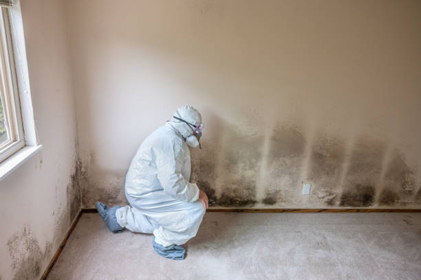 Best Mold Testing  in Chetek, WI
