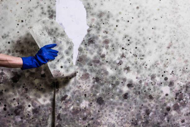Best Same-Day Mold Removal  in Chetek, WI