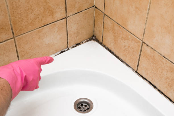 Best Mold Testing  in Chetek, WI